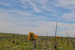 Landscape in Western Australia, north of Perth