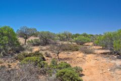 Landscape at Hamelin Pool at Shark Bay in Western Australia