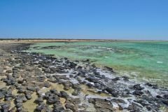 Stromatolites at Hamelin Pool at Shark Bay in Western Australia