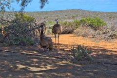 Emus at the Shark Bay in Western Australia