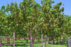 Mango trees in Carnarvon, Western Australia