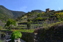 Hiking from Vernazza to Corniglia in Cinque Terre Italy