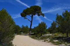 Hiking in the Calanques near Marseille, France