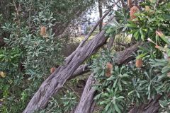 Plants at the South Head in Winter in Sydney, Australia
