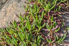 Plants at the South Head in Winter in Sydney, Australia