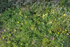 Plants at the South Head in Winter in Sydney, Australia