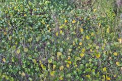 Plants at the South Head in Winter in Sydney, Australia