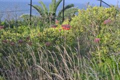 Plants at the South Head in Winter in Sydney, Australia