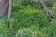 Plants at the South Head in Winter in Sydney, Australia