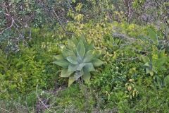 Plants at the South Head in Winter in Sydney, Australia