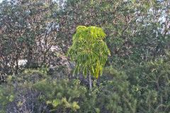 Plants at the South Head in Winter in Sydney, Australia