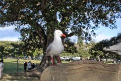 A seagull at Watsons Bay at South Head, Sydney, Australia
