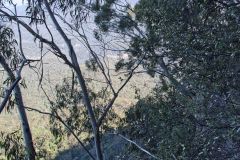 Scenery on a hike in the Blue Mountains, Australia