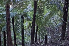 Scenery on a hike in the Blue Mountains, Australia