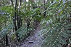 Scenery on a hike in the Blue Mountains, Australia