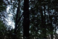 Scenery on a hike in the Blue Mountains, Australia
