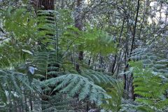 Scenery on a hike in the Blue Mountains, Australia