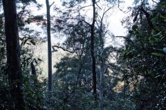 Scenery on a hike in the Blue Mountains, Australia