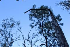 Scenery on a hike in the Blue Mountains, Australia