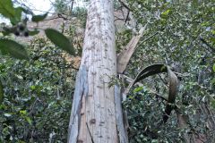 Scenery on a hike in the Blue Mountains, Australia