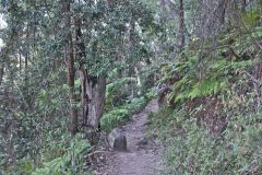 Scenery on a hike in the Blue Mountains, Australia