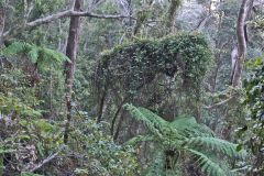 Scenery on a hike in the Blue Mountains, Australia