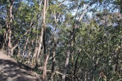 Scenery on a hike in the Blue Mountains, Australia