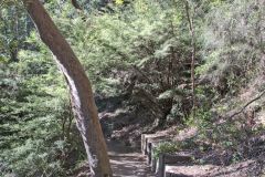 Scenery on a hike in the Blue Mountains, Australia