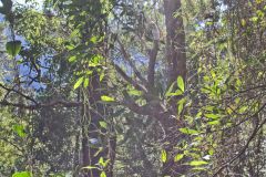Scenery on a hike in the Blue Mountains, Australia