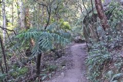 Scenery on a hike in the Blue Mountains, Australia