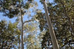 Scenery on a hike in the Blue Mountains, Australia