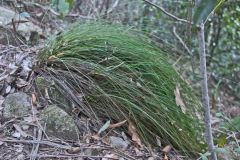 Scenery on a hike in the Blue Mountains, Australia