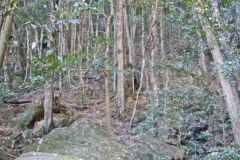 Scenery on a hike in the Blue Mountains, Australia