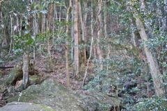 Scenery on a hike in the Blue Mountains, Australia