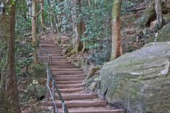 Scenery on a hike in the Blue Mountains, Australia