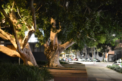 A night scene in the streets of Zetland, Sydney, Australia