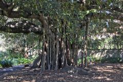View in the Royal Botanical Garden Sydney, Australia
