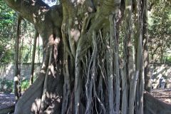 View in the Royal Botanical Garden Sydney, Australia