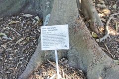 View in the Royal Botanical Garden Sydney, Australia