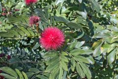 View in the Royal Botanical Garden Sydney, Australia