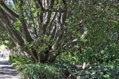 View in the Royal Botanical Garden Sydney, Australia