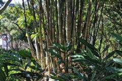 View in the Royal Botanical Garden Sydney, Australia