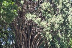 View in the Royal Botanical Garden Sydney, Australia