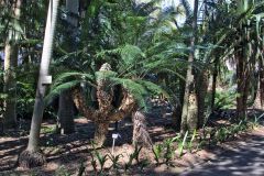 View in the Royal Botanical Garden Sydney, Australia
