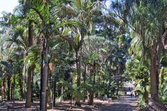 View in the Royal Botanical Garden Sydney, Australia