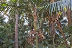 View in the Royal Botanical Garden Sydney, Australia