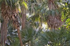View in the Royal Botanical Garden Sydney, Australia