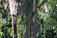 View in the Royal Botanical Garden Sydney, Australia