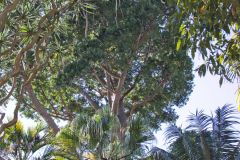 View in the Royal Botanical Garden Sydney, Australia