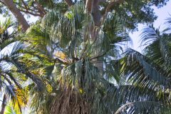 View in the Royal Botanical Garden Sydney, Australia